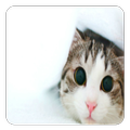 Cats Sounds