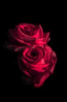 Rose Wallpaper imagem de tela 2