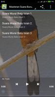 Suara Burung Murai Juara Mp3-poster