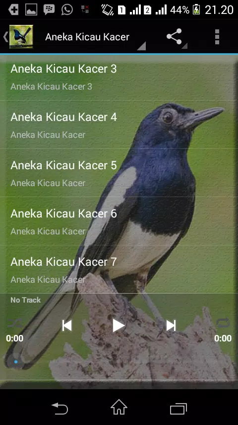 Mp3 Kacer Gacor Suara Burung Kacer Gacor mp3 APK untuk Unduhan Android