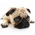 Nombres Para Perros Pug