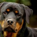 Nombres para perros rottweiler