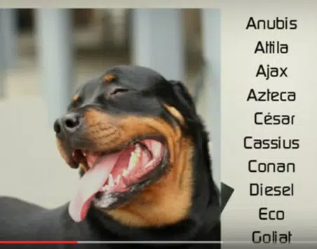 Nombres para perros rottweiler APK pour Android Télécharger