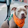 Alimentos para perros pitbull