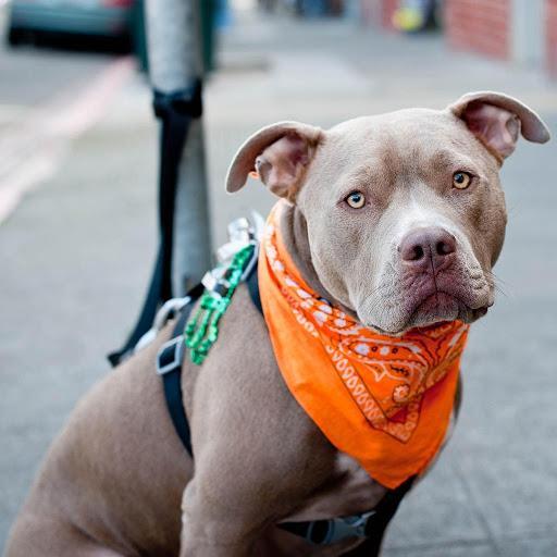 Alimentos para perros pitbull captura de pantalla 4