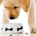 Tips de vitaminas para perros