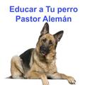 Educar a perros pastor alemán
