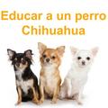 Educar a un perro Chihuahua