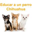 Educar a un perro Chihuahua APK