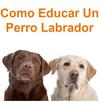 Como Educar Un Perro Labrador APK