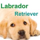 Labrador retriever: Caracter,E icon