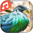 آیکون‌ Chants d'oiseaux