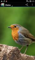 Chants d'oiseaux capture d'écran 1