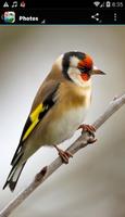 برنامه‌نما Chants d'oiseaux عکس از صفحه