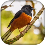 White-rumped shama sounds