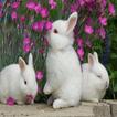 Little bunnies