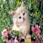 Little kittens icon