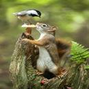 Funny pictures t APK