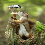 Funny pictures t আইকন