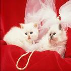 Little kittens icon