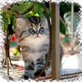 ”Маленькие котята))