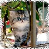 Little kittens)) icon