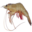 KMFRI AQUACULTURE FARMING simgesi
