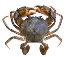 KMFRI AQUACULTURE FARMING Plakat