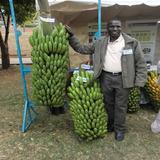KALRO New Banana Varieties Zeichen