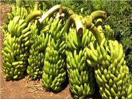 KALRO New Banana Varieties Affiche