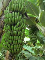 KALRO New Banana Varieties capture d'écran 1