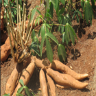 KALRO New Cassava Varieties icono