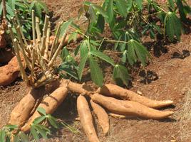 KALRO New Cassava Varieties Affiche