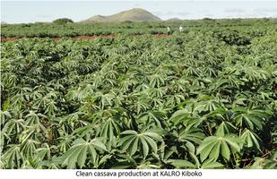 KALRO New Cassava Varieties captura de pantalla 1
