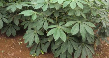 KALRO New Cassava Varieties captura de pantalla 2
