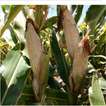 Control MLN Disease