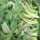 KALRO Spider Flower Production APK