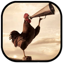 Wild Rooster Sounds APK