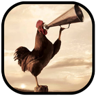 Wild Rooster Sounds آئیکن