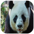 Panda wallpapers HD 2018 APK