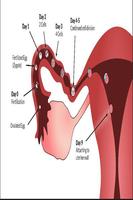 Ovulation Ekran Görüntüsü 1