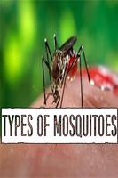 Mosquito screenshot 1