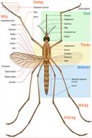 Mosquito screenshot 2