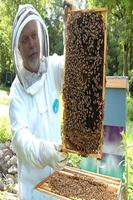 apicultor Cartaz