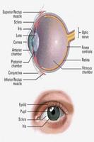 Ophthalmology capture d'écran 1