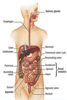 Gastroenterology Affiche