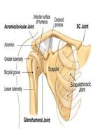 Kinesiology ảnh chụp màn hình 1