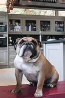 Bulldogs screenshot 1