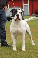Bulldogs screenshot 2
