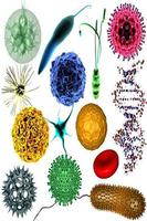 microbiology poster
